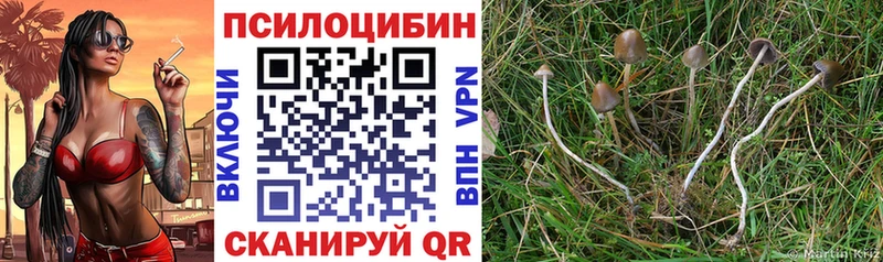 цена   Междуреченск  Галлюциногенные грибы Psilocybe 